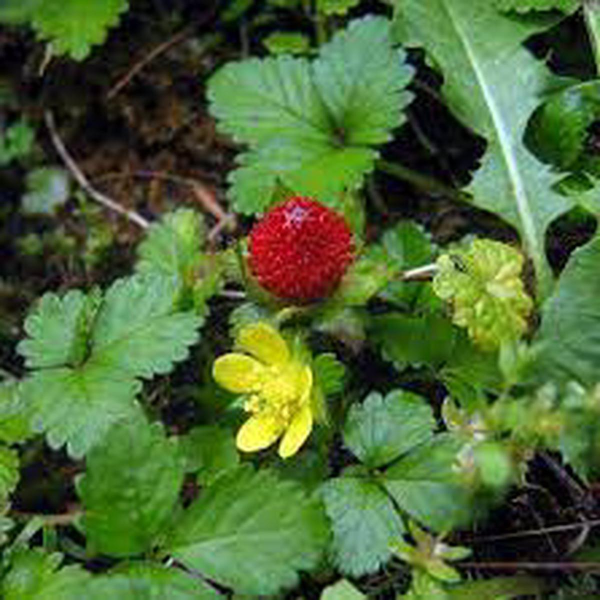 Edible Red Mock Strawberry Seeds (Potentilla Indica/Duchesnea) for Planting Heirloom, Non-GMO, High Germination Organic Garden Seeds for Hardy, Decorative Berry Plants