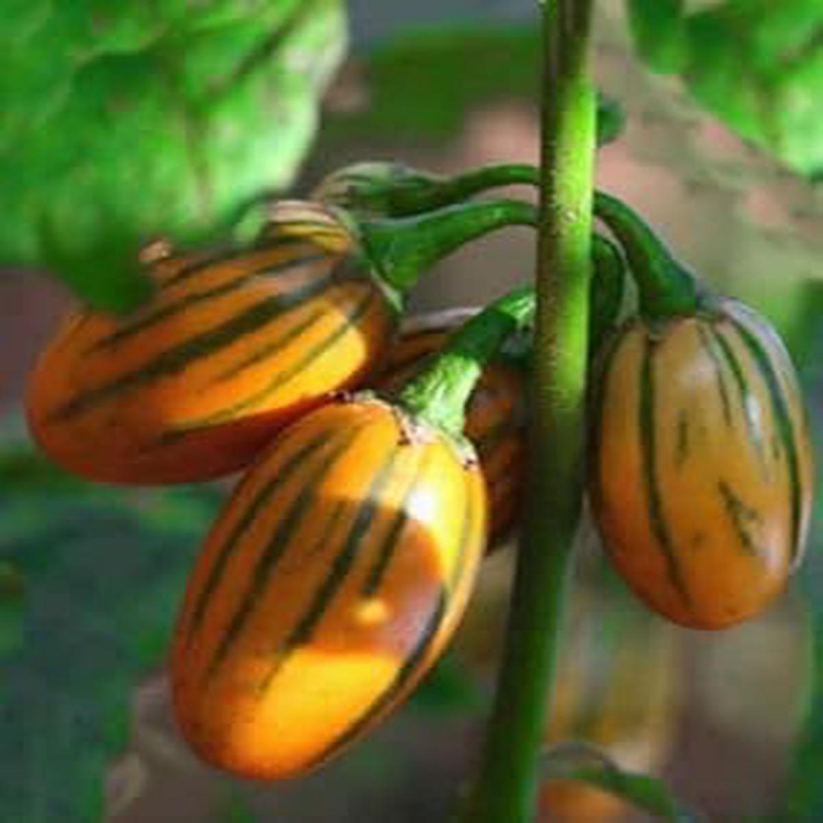 Eggplant Sweet Fruit Seeds for Planting Orange Variety, Premium Heirloom & Non-GMO Seeds