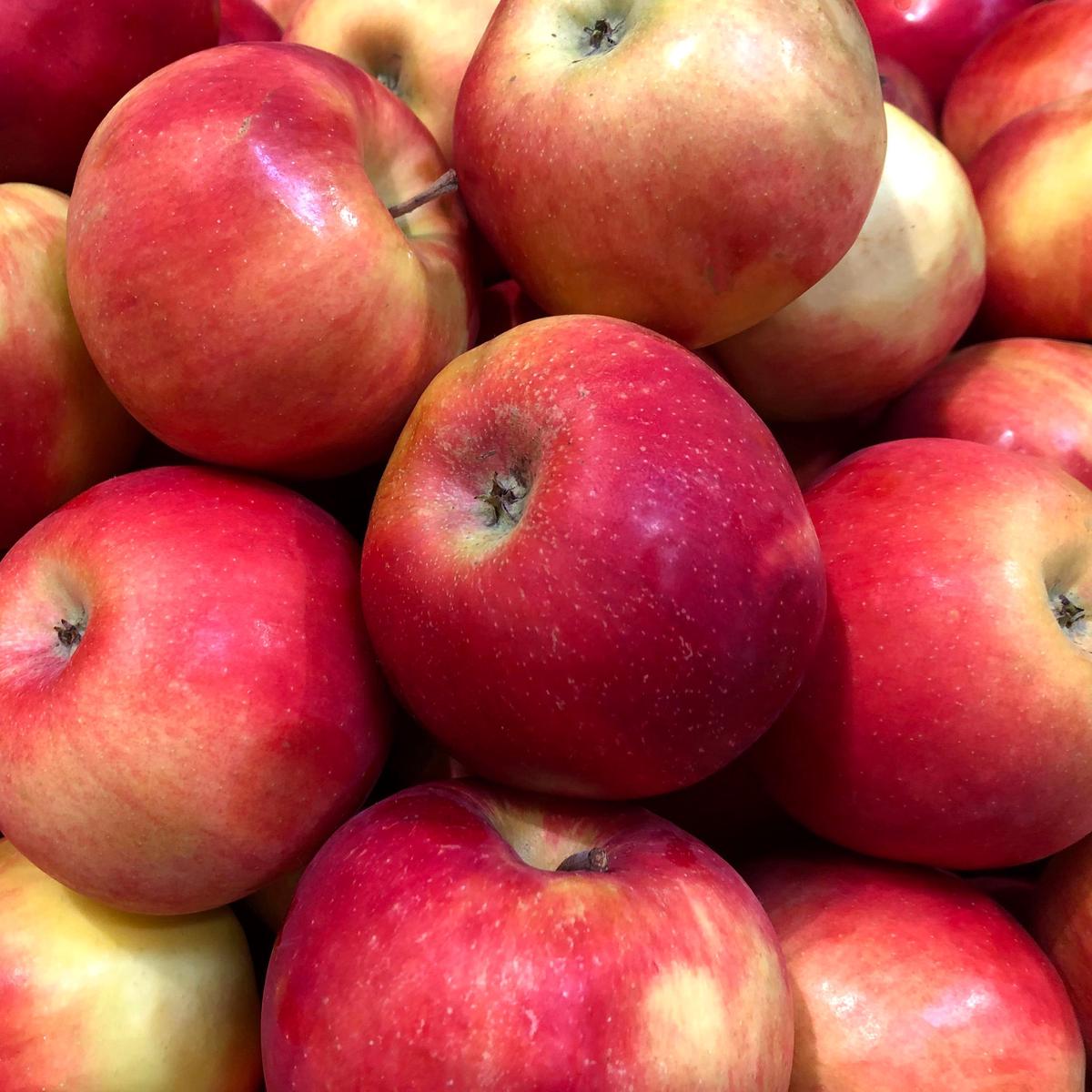Esopus Spitzenburg Apple Seeds for Planting  Soft, Juicy & Slow to Brown Heirloom Apples