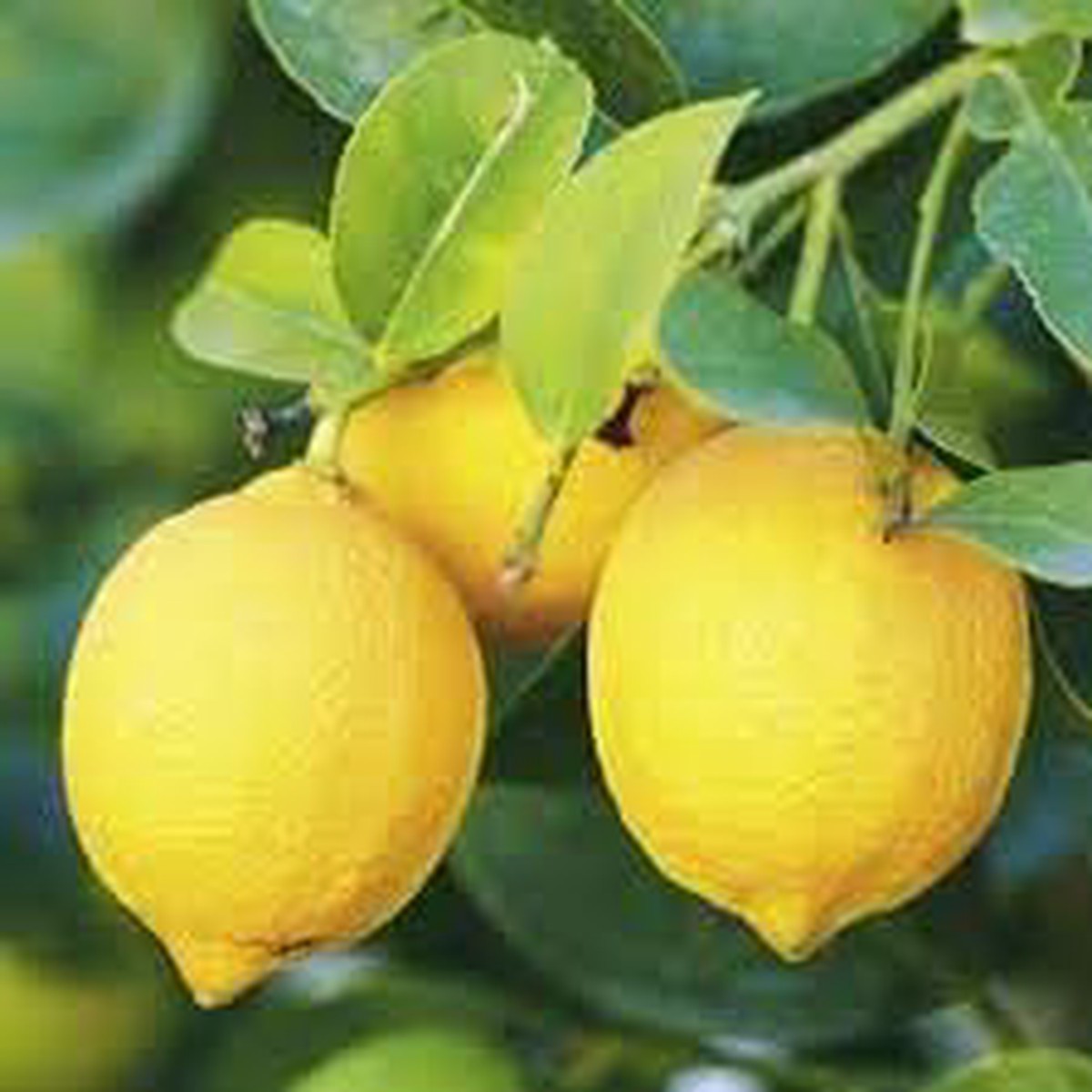 Eureka Lemon Grafted Fruit Seeds for Planting Grow Delicious Citrus Trees, Heirloom & Non-GMO Seeds for Home Garden