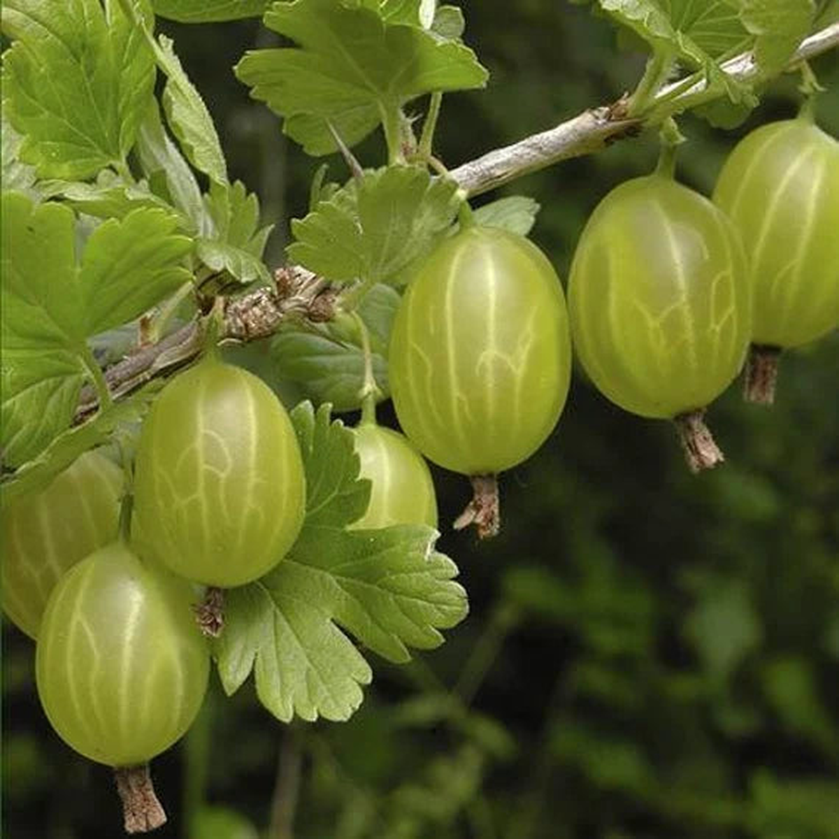 European Gooseberry Seeds (Ribes uva-crispa) for Planting Heirloom, Non-GMO, High Germination Organic Garden Seeds for Vitamin C-Rich Fruits