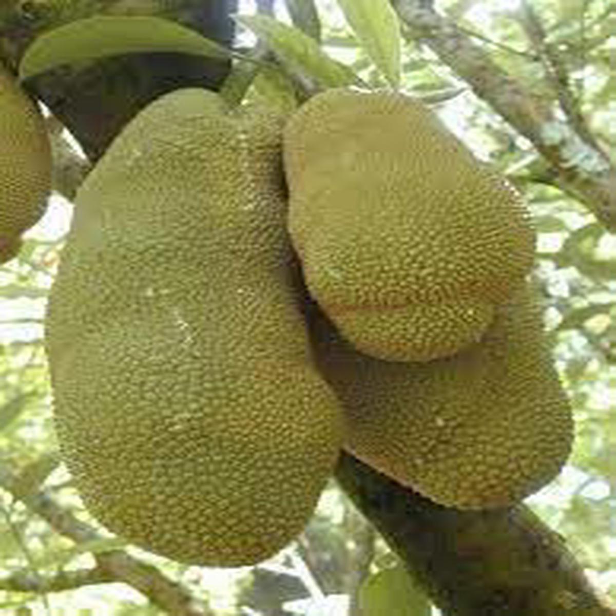 Eviarc Jackfruit Seeds for Planting Heirloom & Non-GMO, High Germination Organic Garden Seeds