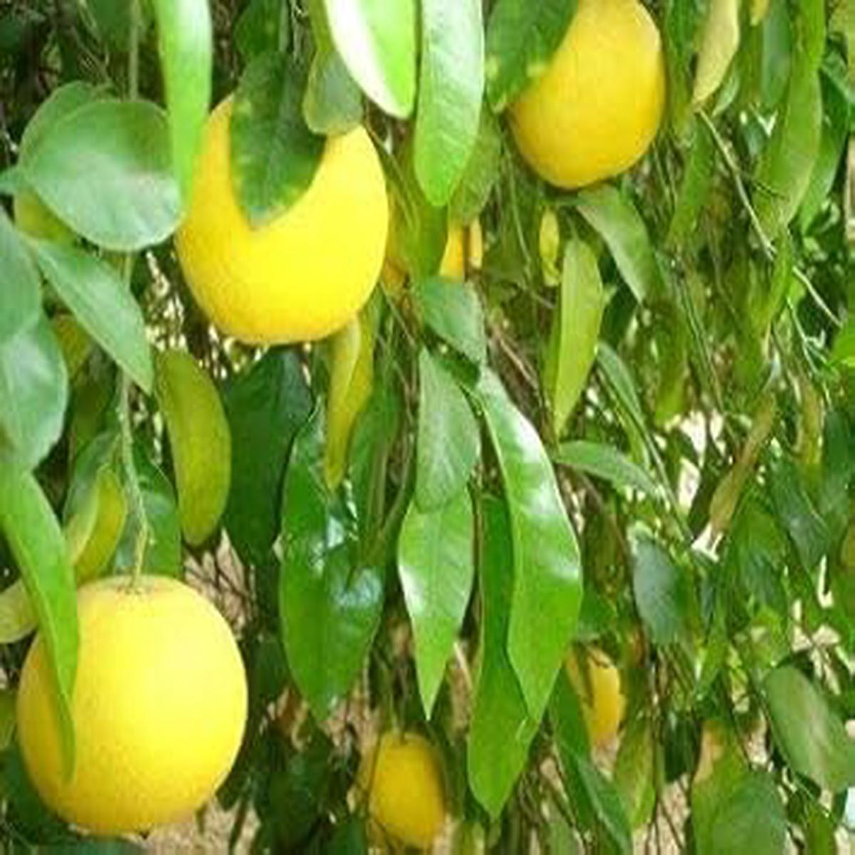 Exotic Baboon Lemon Fruit Seeds for Planting Rare, Highly Productive, Heirloom, Non-GMO, High Germination Organic Garden Seeds