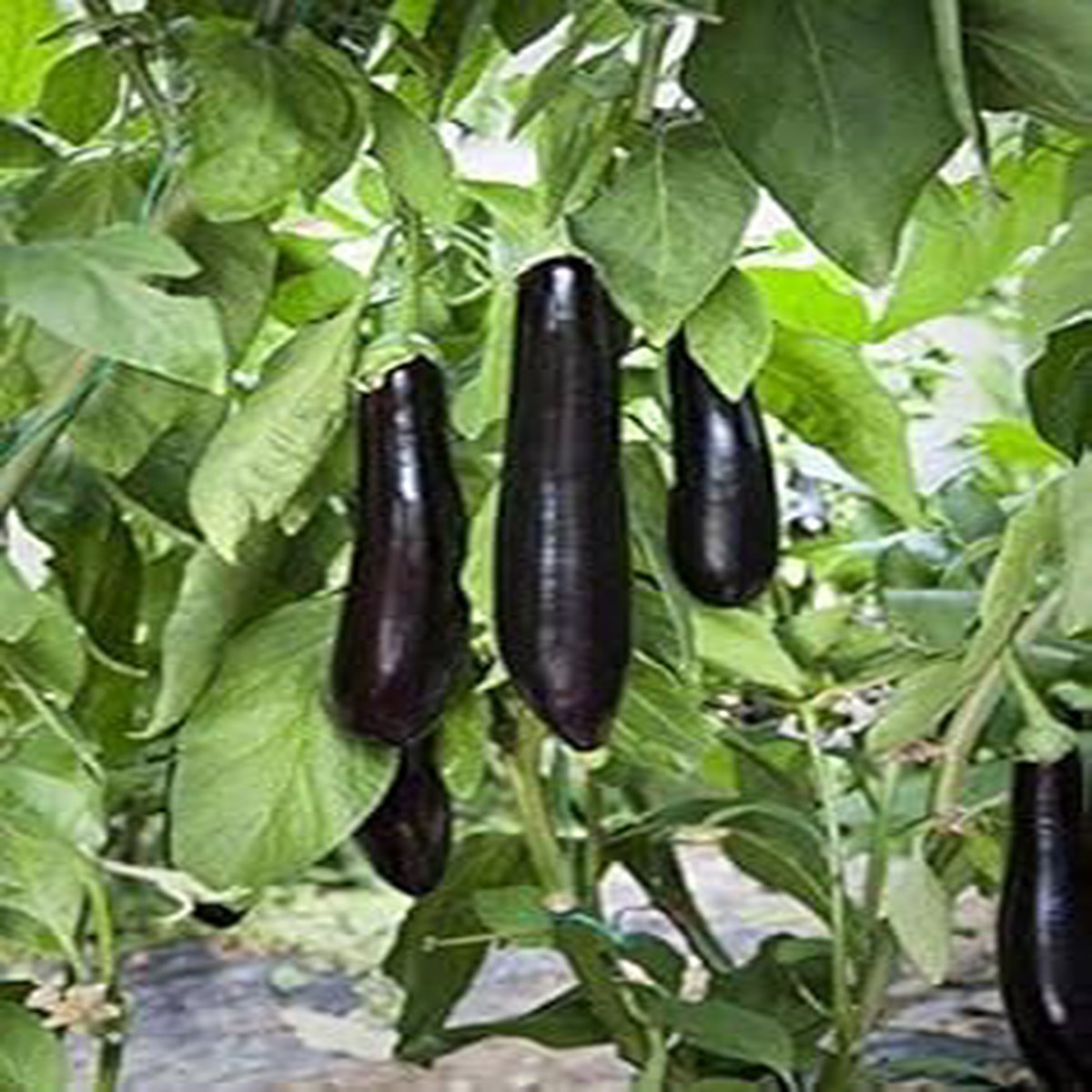 Fresh Eggplant Sweet Fruit Seeds for Planting  Black Variety, Heirloom, Non-GMO, High Germination Organic Garden Seeds