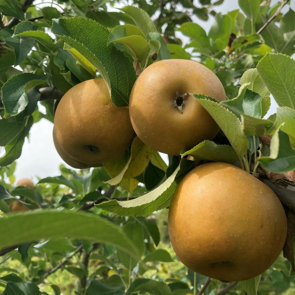 Golden Russet Apple Seeds for Planting Sweet, Crisp & Aromatic Heirloom Apples