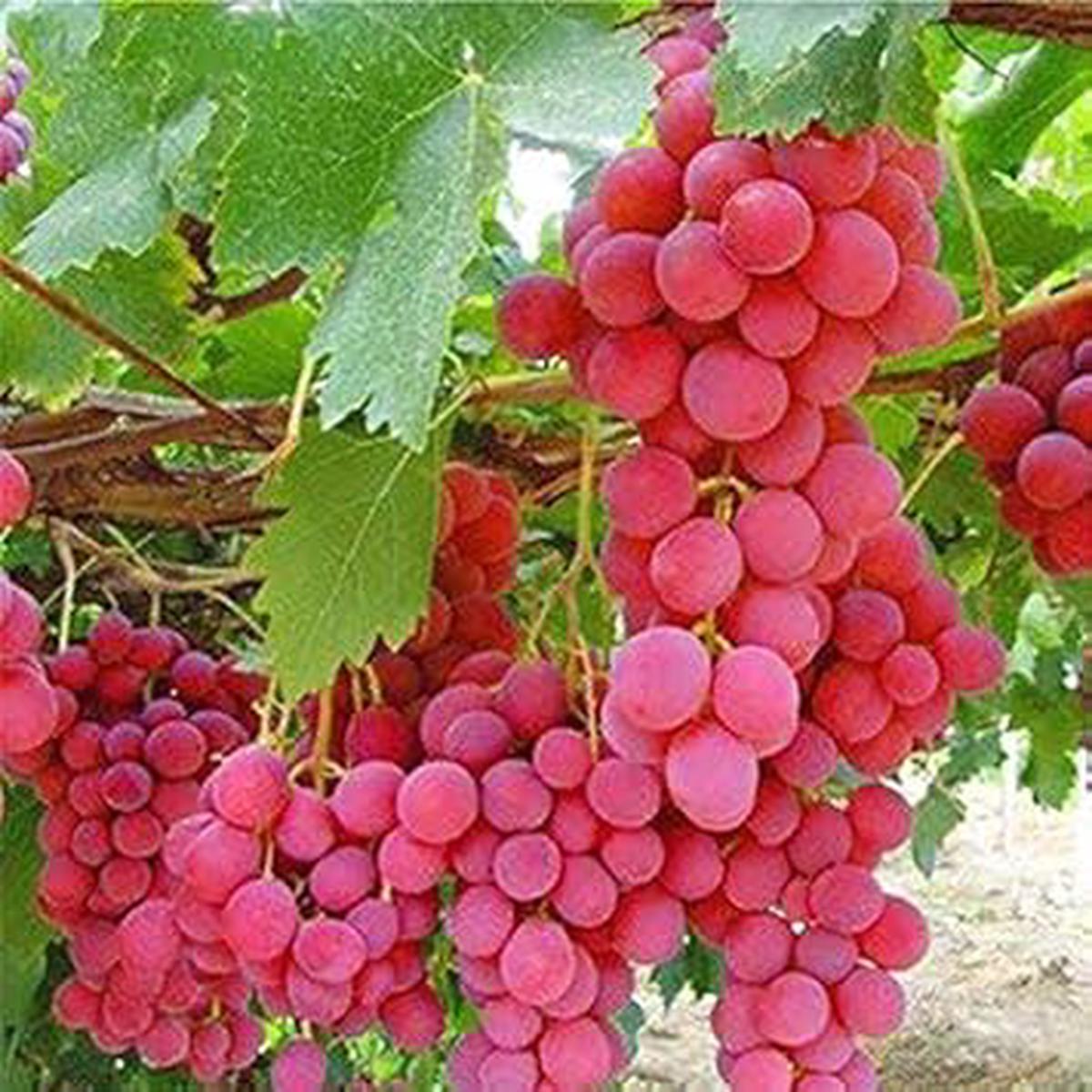 Grape Fruit Seeds for Planting Dark Pink Variety, Heirloom & Non-GMO Seeds for Sweet Home Garden Grapes