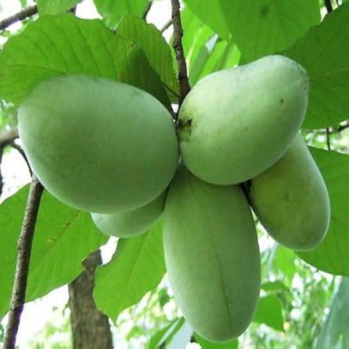 Green Banana Paw Fruit Seeds for Planting Tropical and Exotic Fruits for Garden