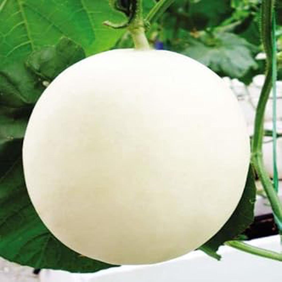 Hami Melon Fruit Seeds for Planting White Variety, Heirloom & Non-GMO Seeds