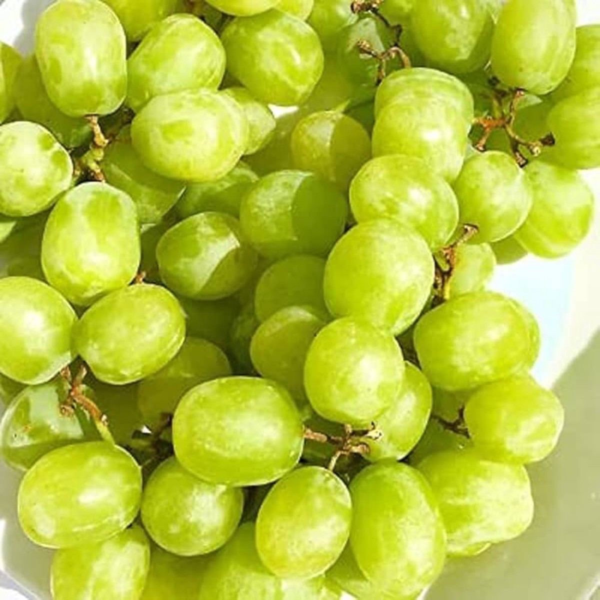 Heirloom Cotton Candy Grapes Fruit Seeds for Planting  Non-GMO, High Germination Organic Garden Seeds