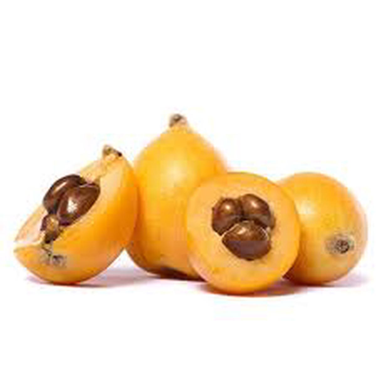 Heirloom Gold Nugget Loquat Fruit Seeds for Planting  Non-GMO, High Germination Organic Garden Seeds for Sweet, Juicy Fruit Trees