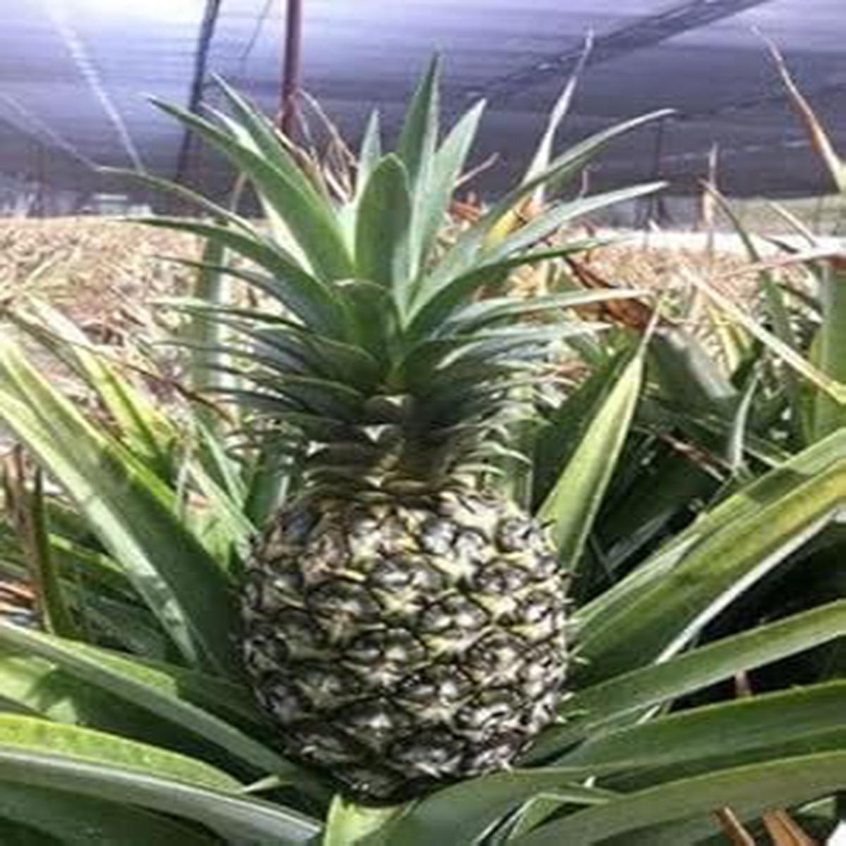 Heirloom Green Pineapple Fruit Seeds  Green Variety, Non-GMO, High Germination Organic Garden Seeds for Home Planting