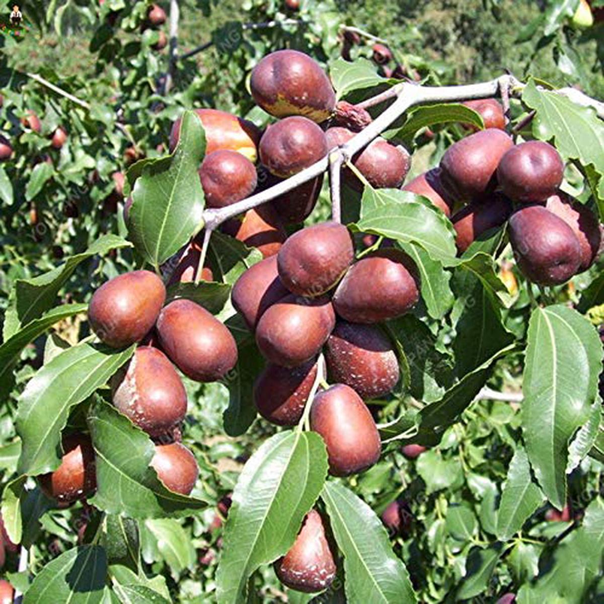 Heirloom Marron Jujube Fruit Seeds for Planting Sweet, Nutritious Fruits, Non-GMO Seeds for Home Garden
