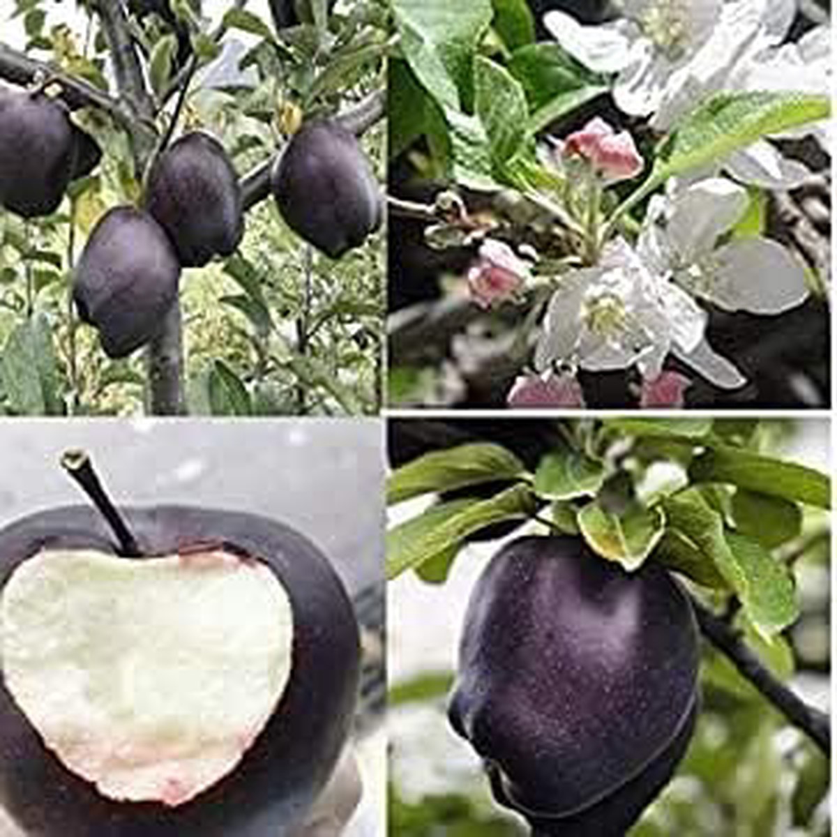 Japanese Black Persimmon Rare Fruit Tree Seeds for Planting Organic, Heirloom, High Germination, Non-GMO Seeds for Home Garden