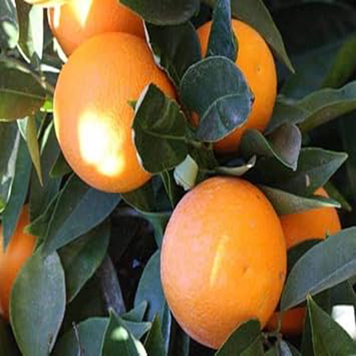 Lemon Tree Seeds for Planting Orange Variety, Heirloom & Non-GMO Seeds for Home Gardens