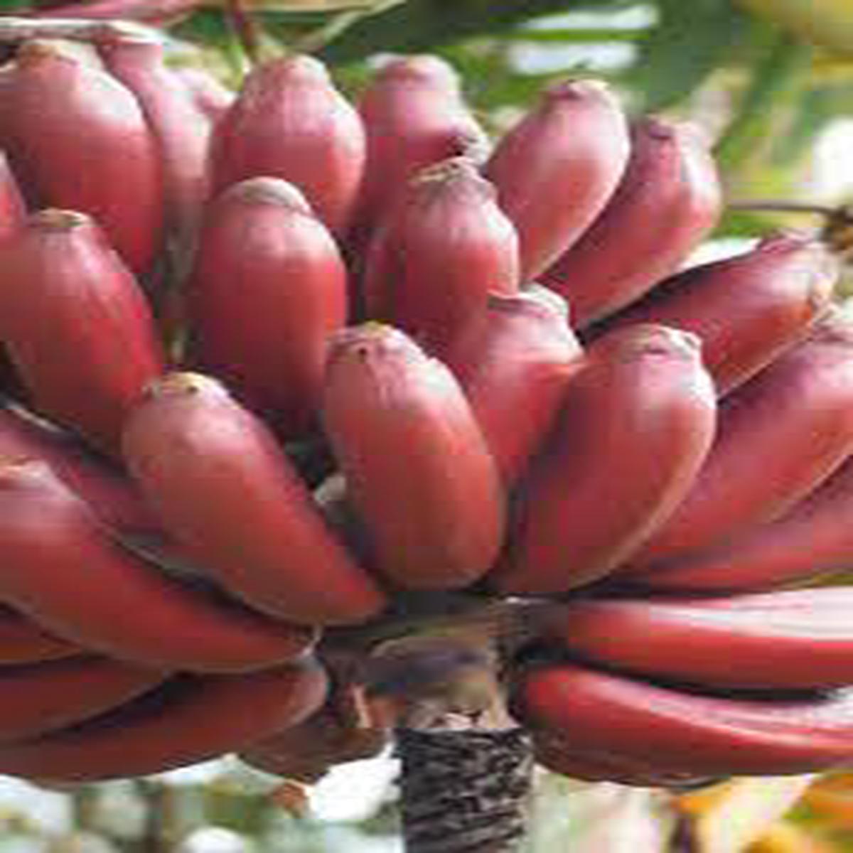 Maroon-Red Banana Fruit Seeds for Planting  Rare, Heirloom & Non-GMO Seeds for Exotic Tropical Harvests
