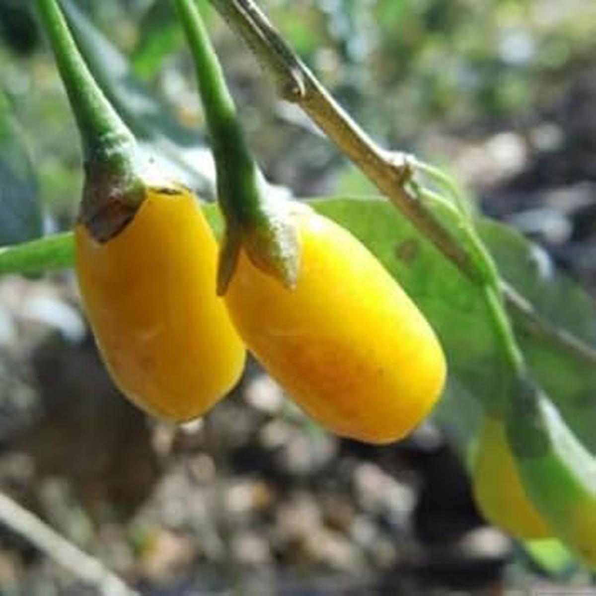 Organic Light Yellow Goji Berry Fruit Seeds  Heirloom & GMO-Free Seeds for Home Garden