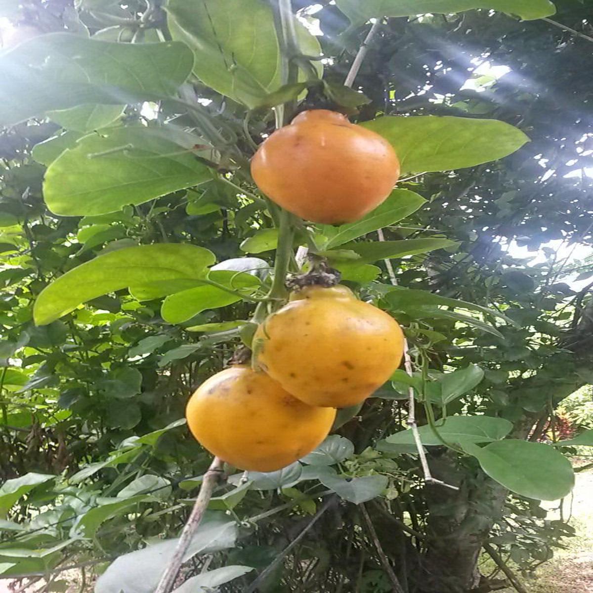 Passiflora Alata Fruit Seeds for Planting  Exquisite Passion Fruits, Heirloom & Non-GMO, High Germination Seeds