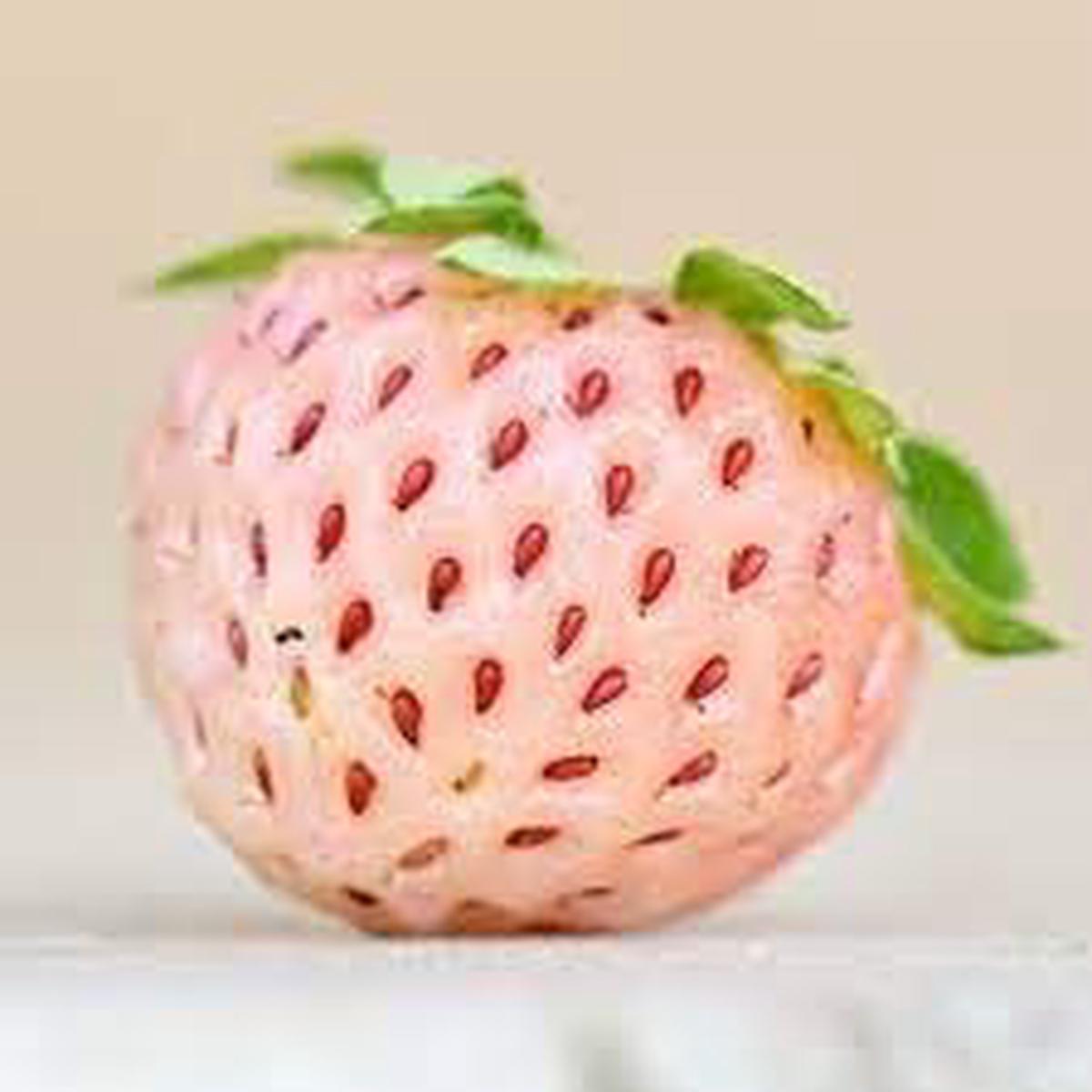 Pineberry White Strawberry Fruit Seeds for Planting  Heirloom, Non-GMO, High Germination Organic Garden Seeds for Rare, Sweet Strawberries