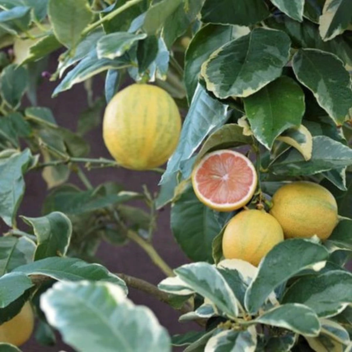 Pink Eureka Lemon Variegated Fruit Seeds for Planting  Refreshing, Zesty Citrus Fruits, 100 pcs, Heirloom & Non-GMO