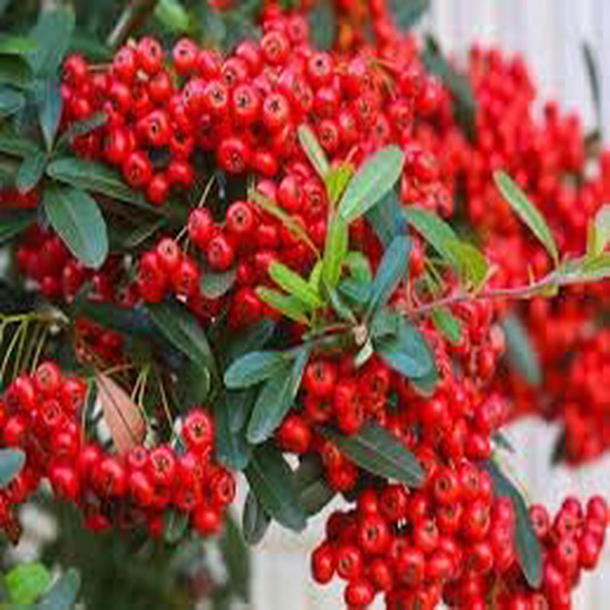 Pyracantha Fruit Seeds for Planting | Heirloom Non-GMO Organic Seeds for Hardy Berry Shrubs