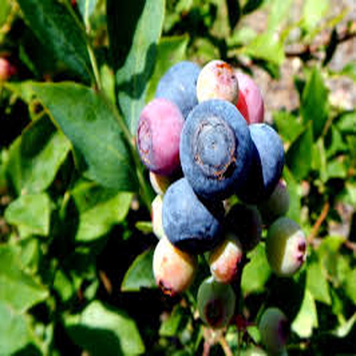 Rabbiteye Blueberries Fruit Seeds for Planting Heirloom Non-GMO High Germination Organic Garden Seeds