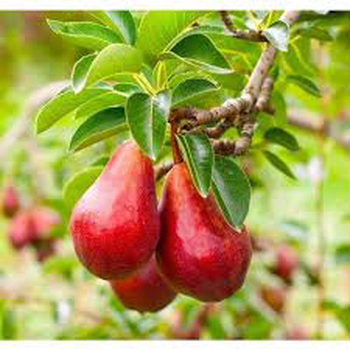 Red Bartlett Pears Fruit Seeds for Planting Crisp, Sweet & Juicy Pear Trees, Heirloom & Non-GMO, High Germination