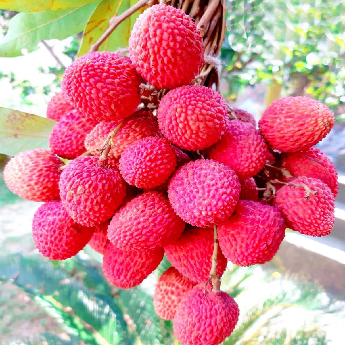 Red Lychee Fruit Seeds for Planting Sweet & Exotic Lychee Fruits, Heirloom & Non-GMO, High Germination Seeds