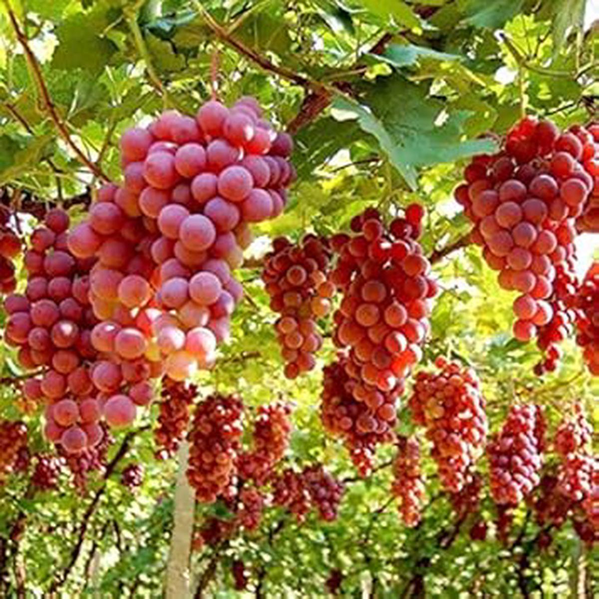Ruby Roman Grape Fruit Seeds for Planting  Heirloom Non-GMO High Germination Organic Garden Seeds