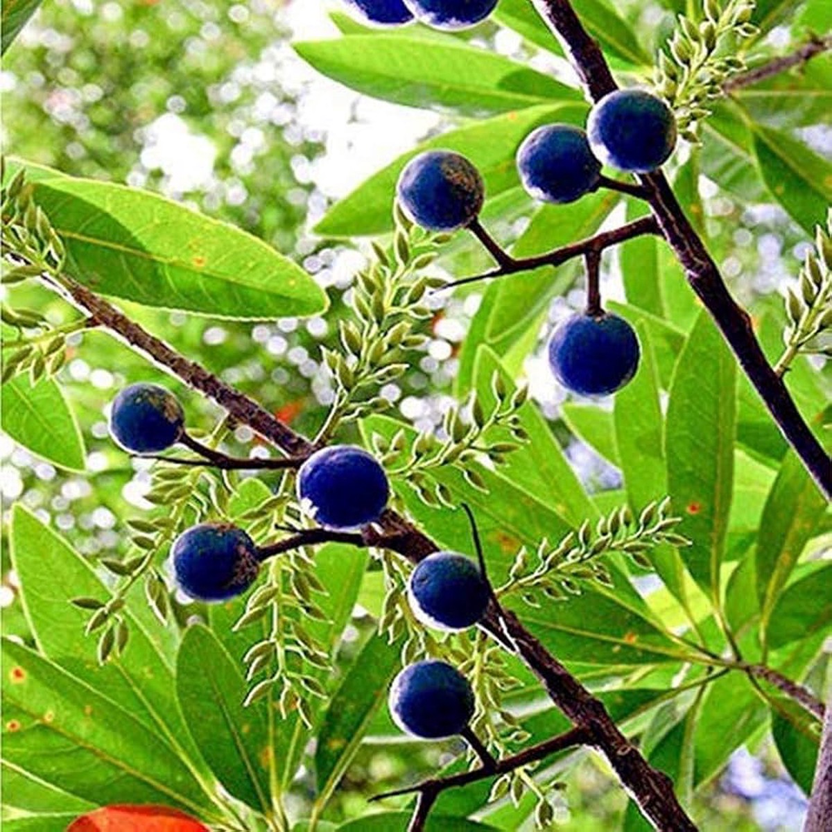 Rudraksha Fruit Seeds for Planting Spiritual & Medicinal Trees, 100 pcs, Heirloom & Non-GMO, High Germination
