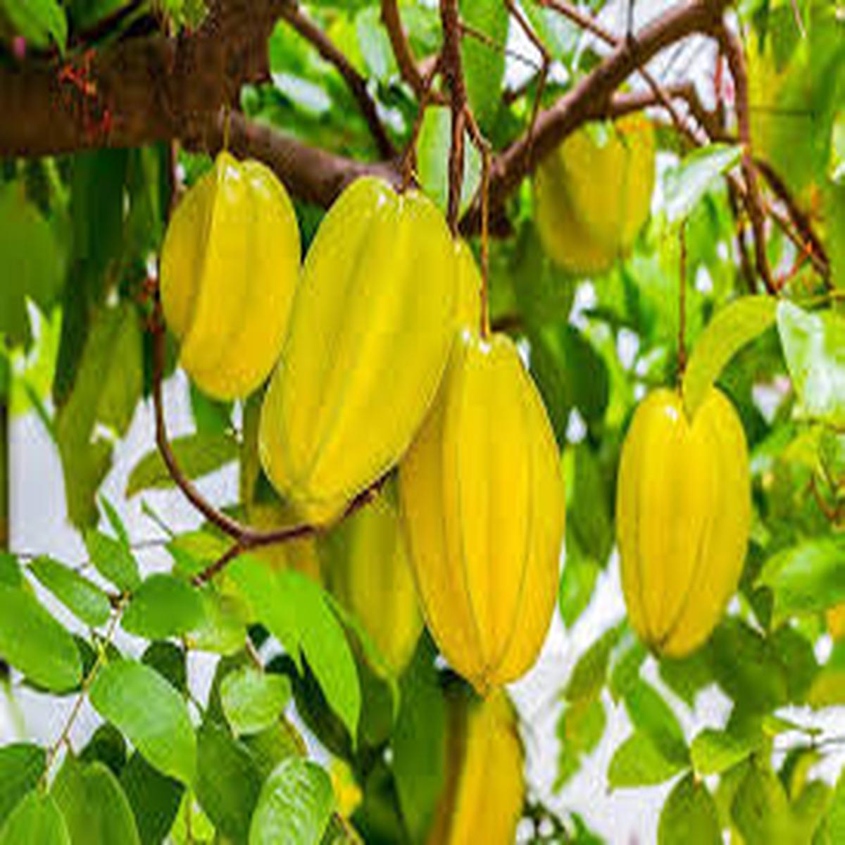 Thai Starfruit (Averrhoa Carambola) Seeds for Planting Heirloom, Non-GMO, High Germination Organic Garden Seeds for Tangy, Exotic Fruits
