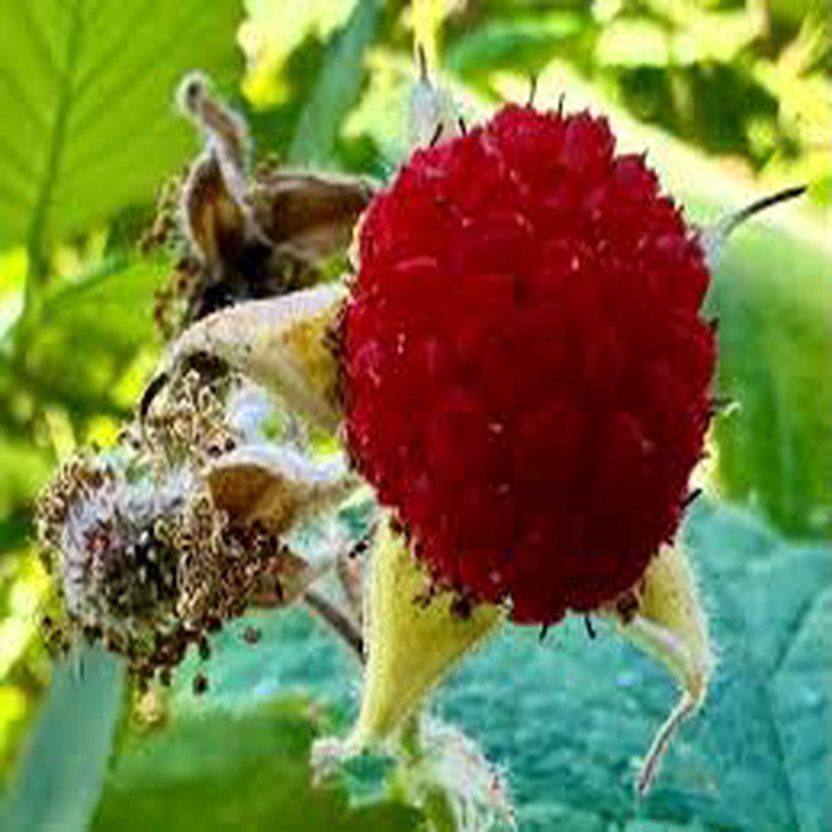 Thimbleberry Fruit Seeds for Planting  Heirloom, Non-GMO, High Germination Organic Garden Seeds for Tangy, Tart Wild Berries