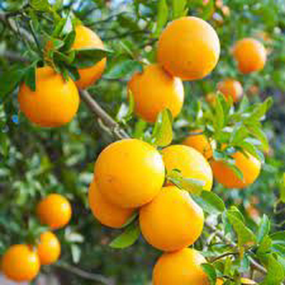 Valencia Orange Fruit Seeds for Planting  Sweet, Juicy Citrus Trees, Heirloom & Non-GMO, High Germination Seeds