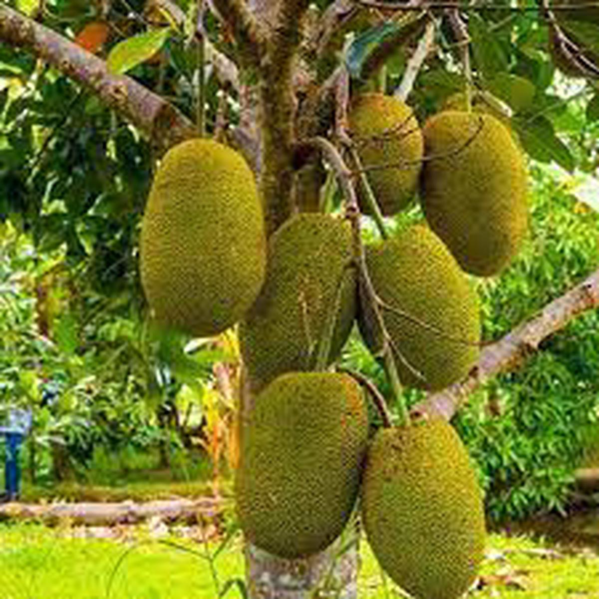Vietnam Super Early Jackfruit Seeds for Planting  Heirloom, Non-GMO, High Germination Tropical Fruit Seeds for Fast Growth