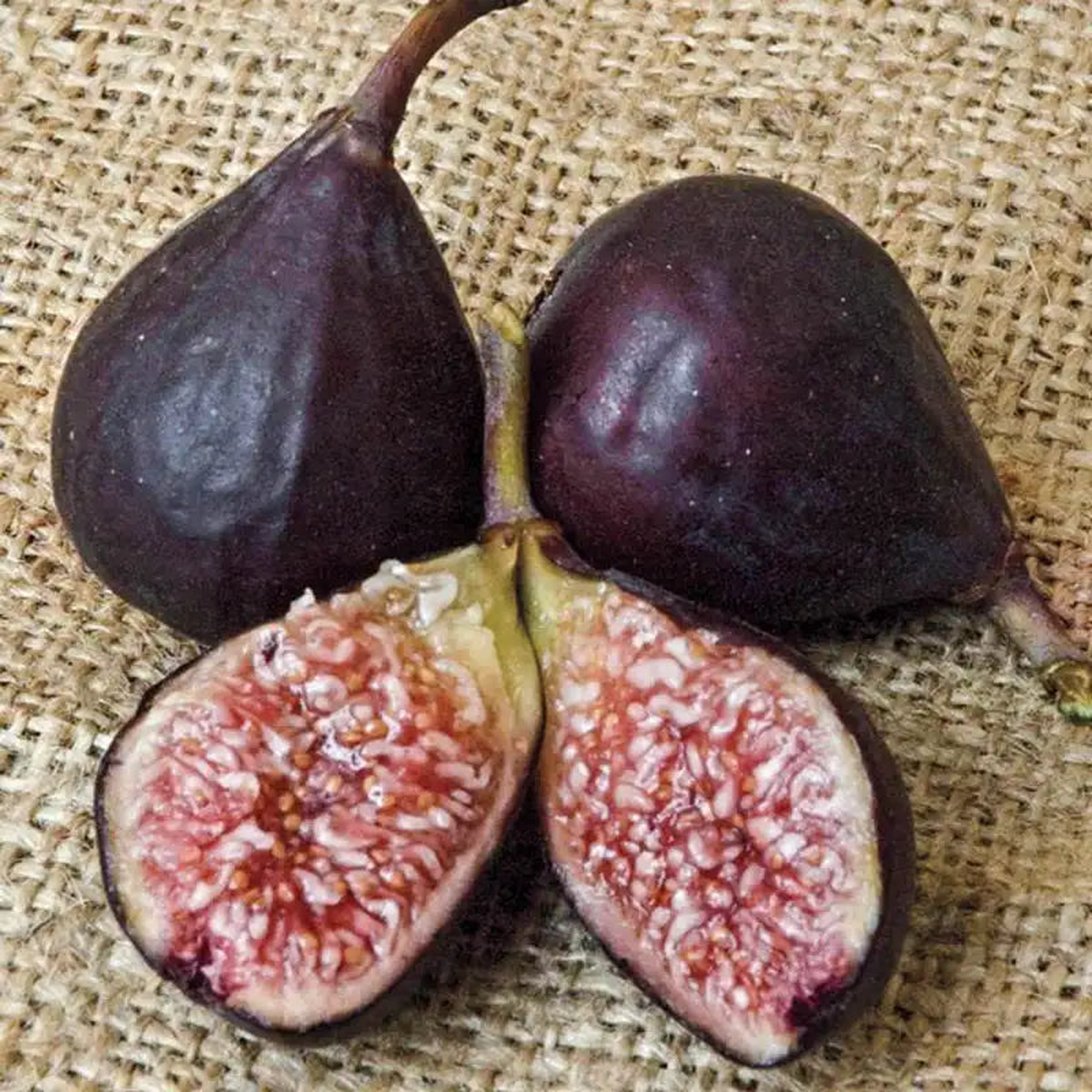 Violette de Bordeaux Fig Fruit Seeds for Planting Ideal for Warm Climates, Heirloom & Non-GMO Seeds for Home Garden