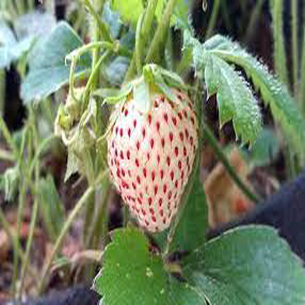 White Alpine Strawberry Fruit Seeds for Planting Non-GMO, Heirloom, Perfect for Indoor & Outdoor Gardens