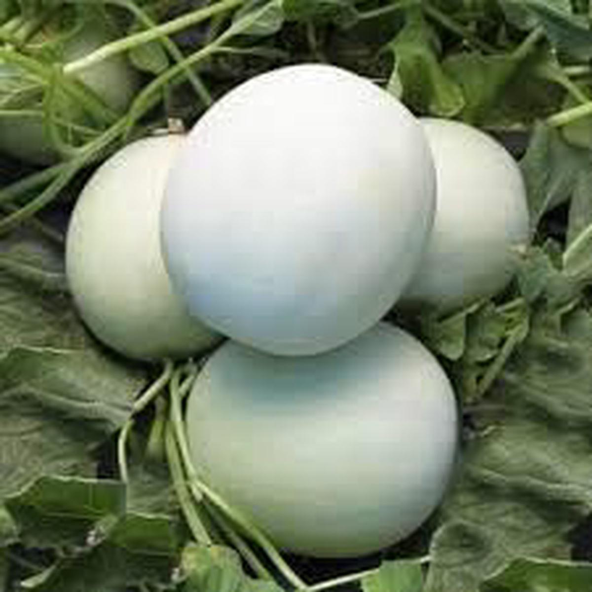 White Cantaloupe Fruit Seeds for Planting  Heirloom, Non-GMO Seeds for Sweet & Juicy Garden Melons
