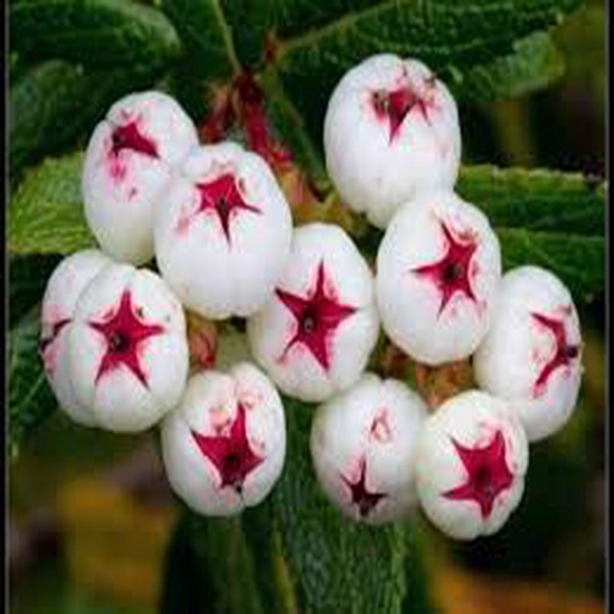 White Gaultheria hispida (Snow Berry) Seeds Heirloom & Non-GMO Fruit Seeds for Hardy, Vibrant Landscape Berries
