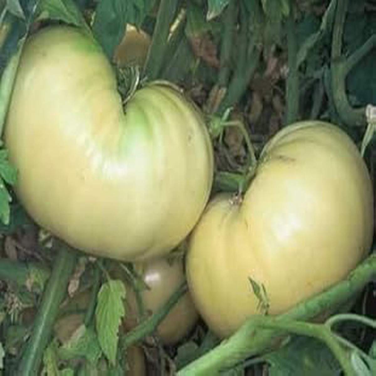 White Tomato Fruit Seeds for Planting | Heirloom Non-GMO Organic Seeds for Unique, Tasty Tomatoes