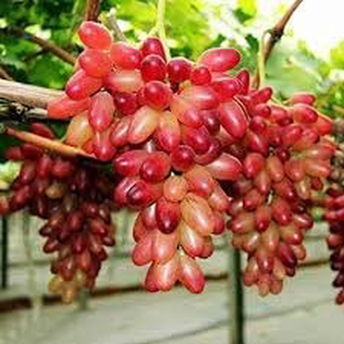 Wild Fox Grape Seeds for Planting  Heirloom, Non-GMO, High Germination Organic Garden Seeds for Hardy, Wild-Style Fruit Production