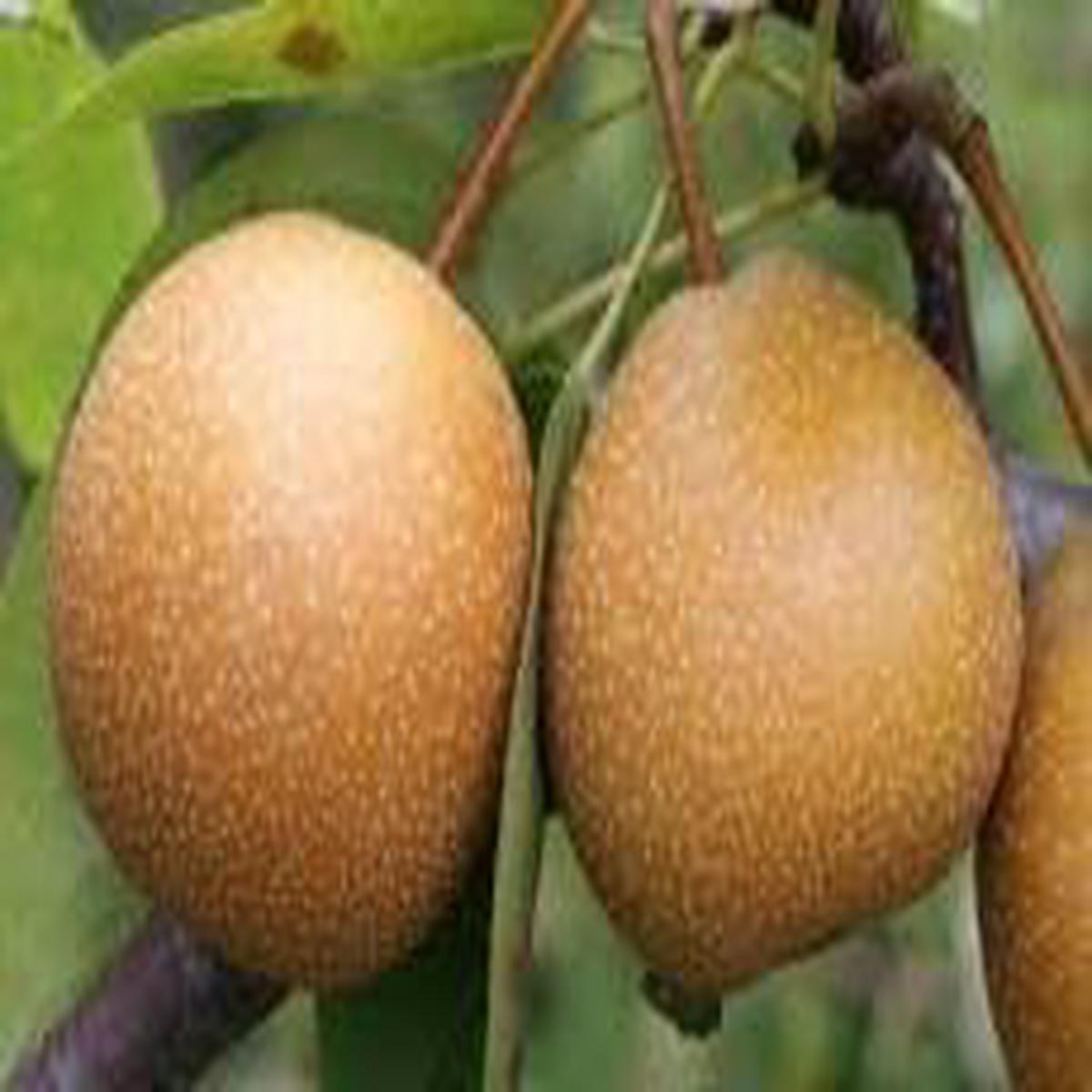 Wild Pear (Pyrus Communis) Bonsai Seeds for Planting  Ornamental Gardens, Heirloom & Non-GMO, High Germination