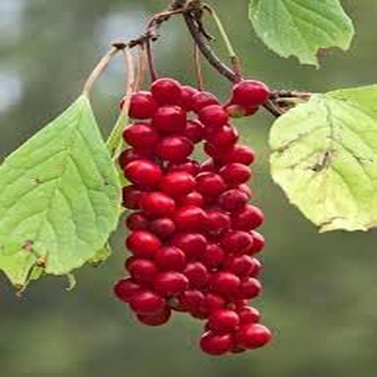 Yanang (Tiliacora Triandra) Fruit Seeds for Planting Unique Jello Fruits, Heirloom & Non-GMO, High Germination