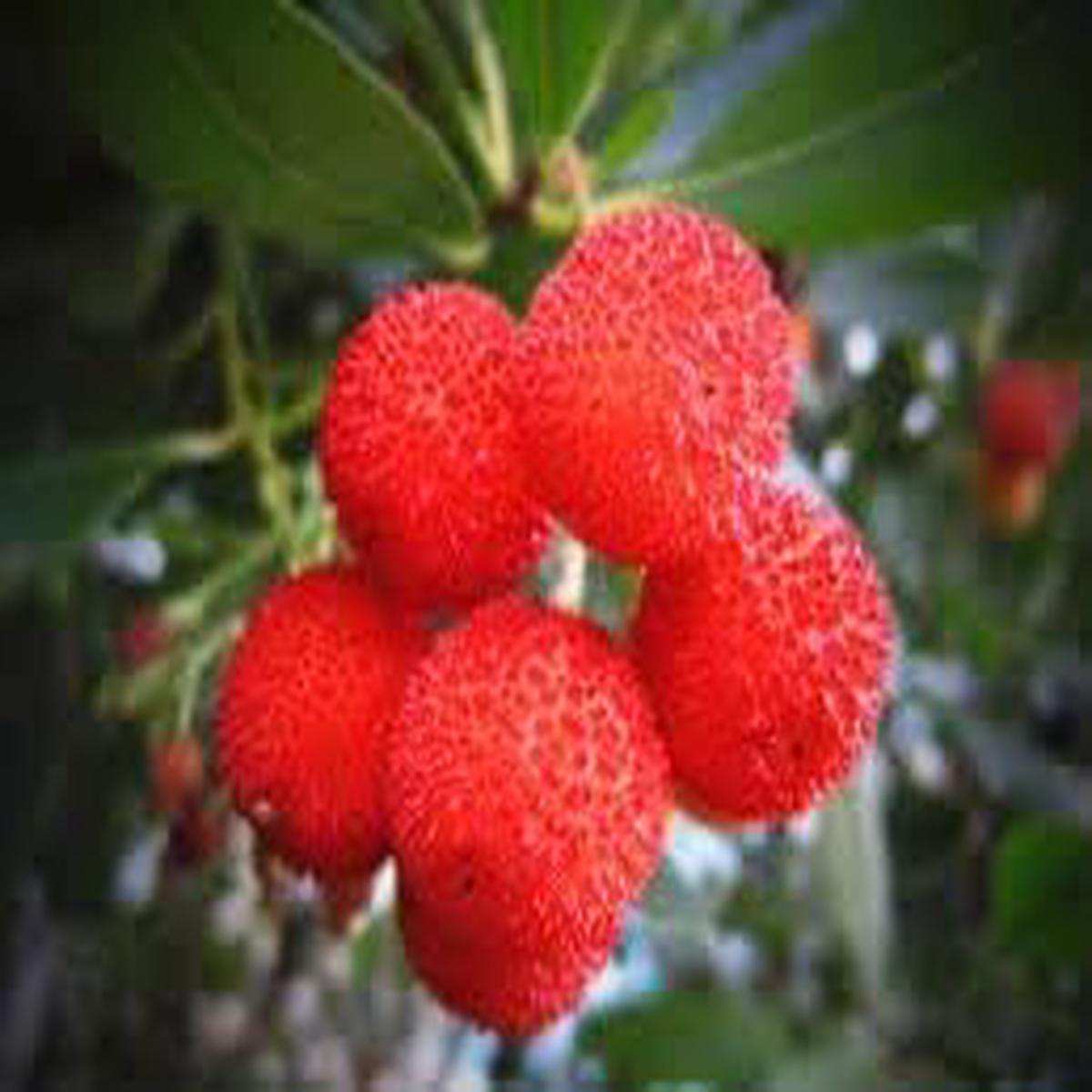 Yangmei Fruit Seeds for Planting  Unique Sweet Asian Fruits, Heirloom & Non-GMO, High Germination Seeds