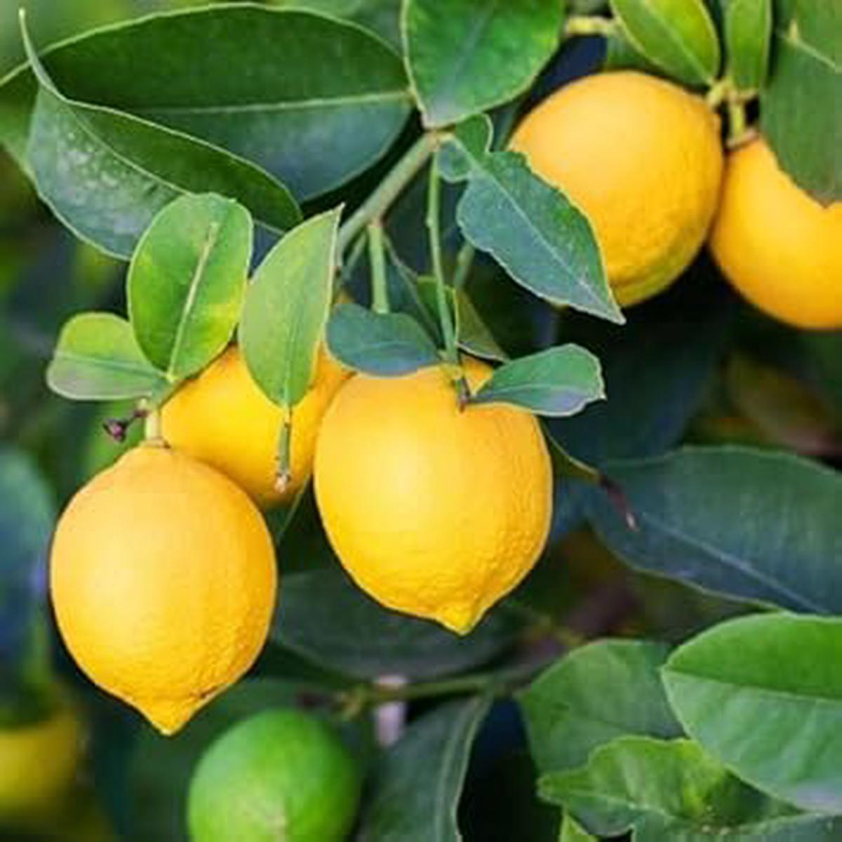Yellow Lemon Fruit Seeds for Planting  Low-Acid, Refreshing Citrus, Heirloom, High Germination, Non-GMO Organic Garden Seeds