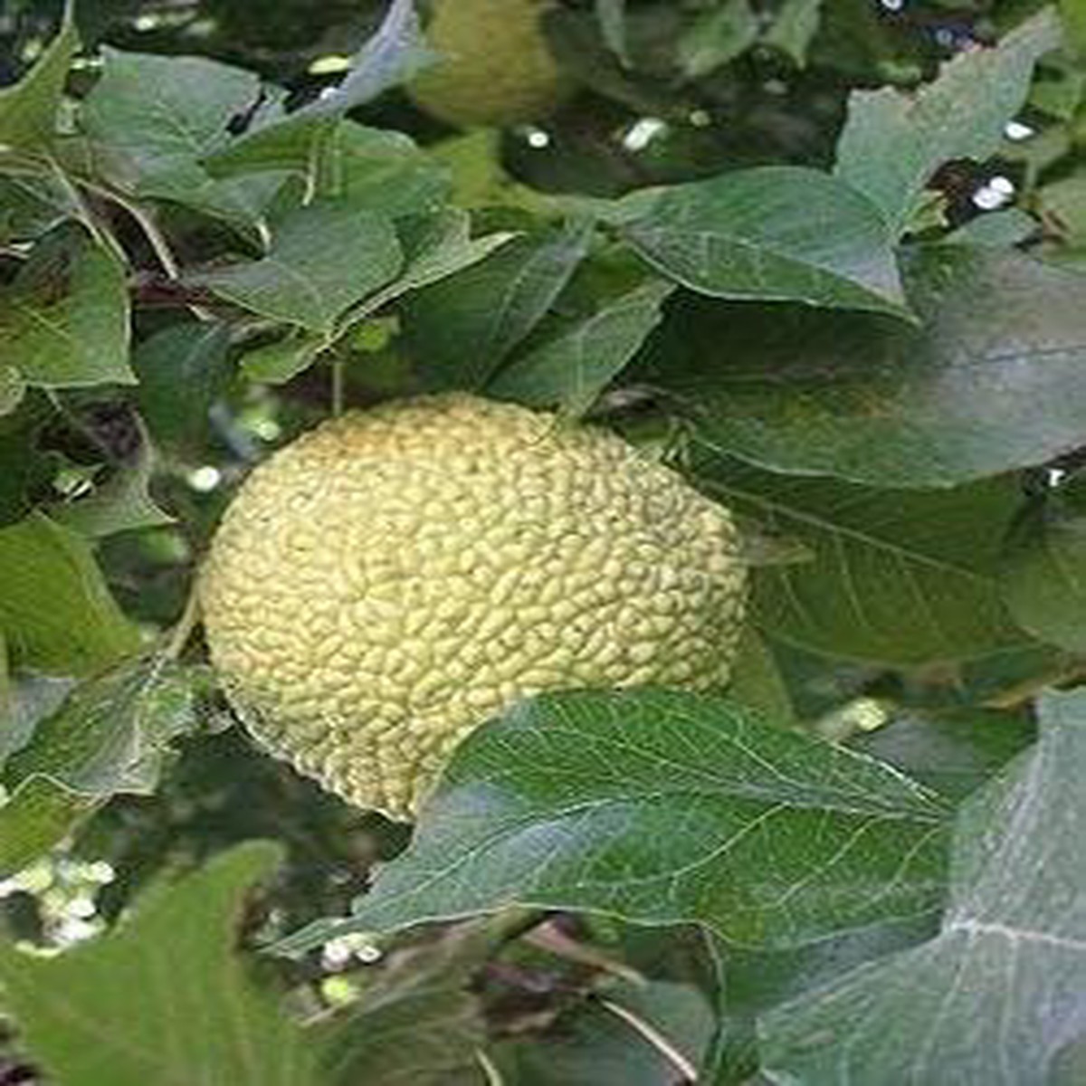 Yellow Maclura Fruit Seeds for Planting | Heirloom Non-GMO Organic Seeds for Hardy, Fruitful Garden Plants