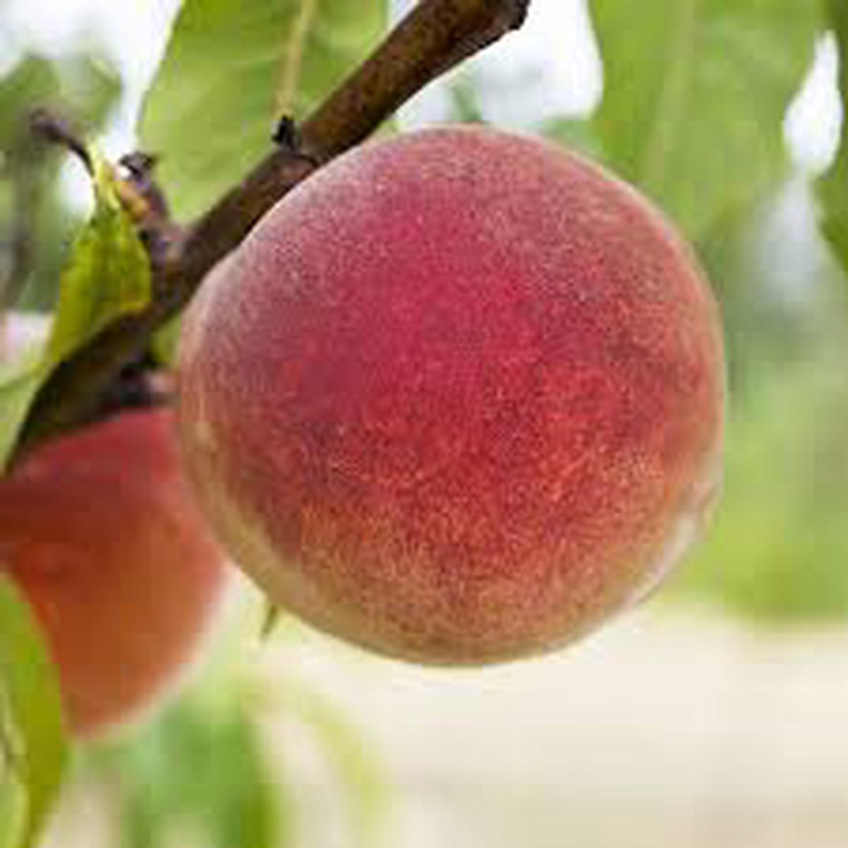 Babcock Peach Fruit Seeds for Planting  Juicy Sweet Yellow-Red Fruits, Heirloom & Non-GMO, High Germination Seeds
