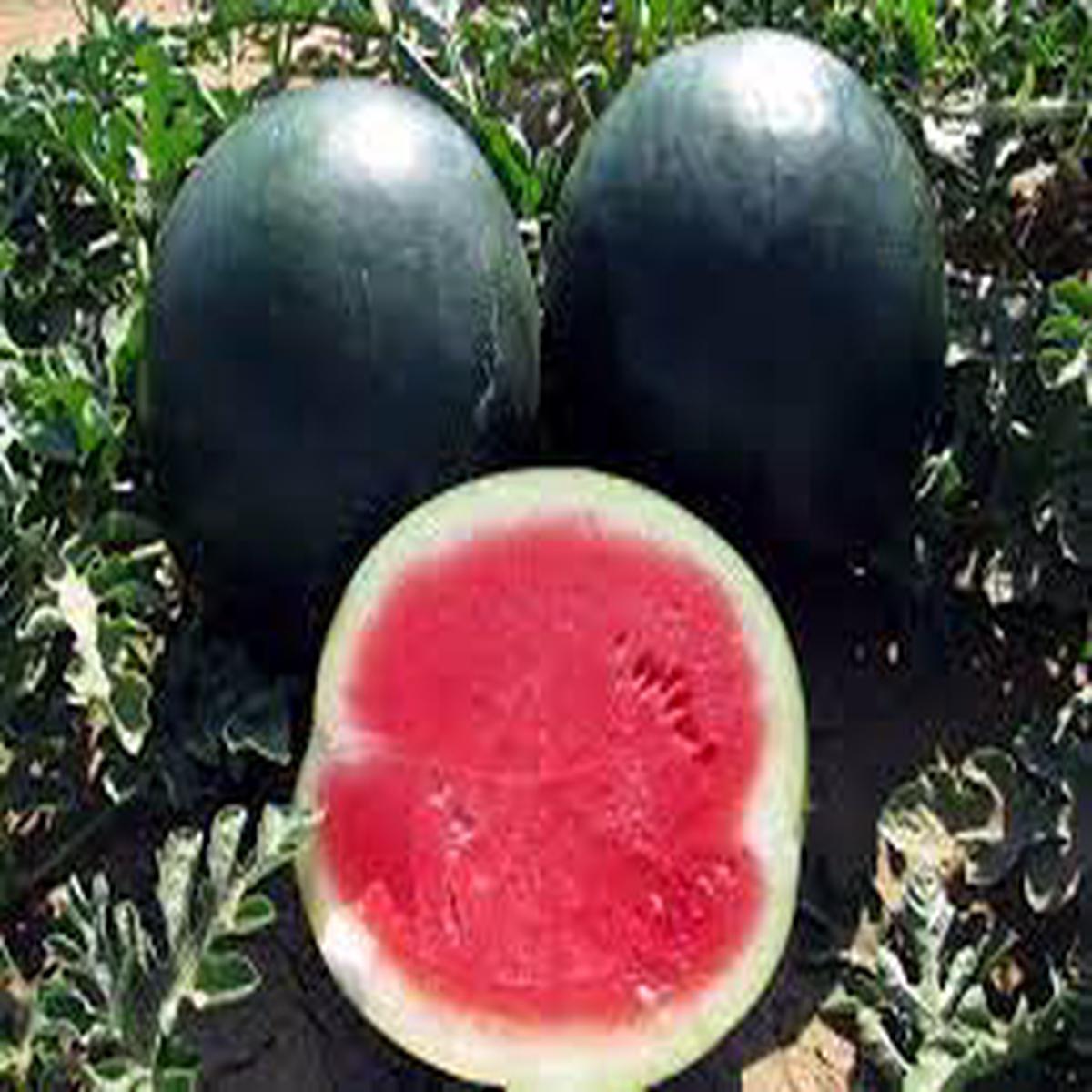 Black Diamond Watermelon Fruit Seeds for Planting Heirloom Non-GMO High Germination Organic Garden Seeds