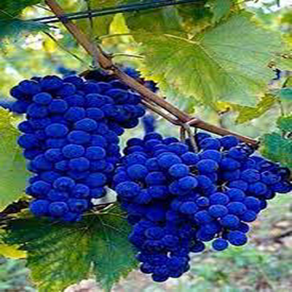 Blue Grape Fruit Seeds Heirloom & Non-GMO Seeds for Crisp, Refreshing Blue Grapes in Your Home Vines