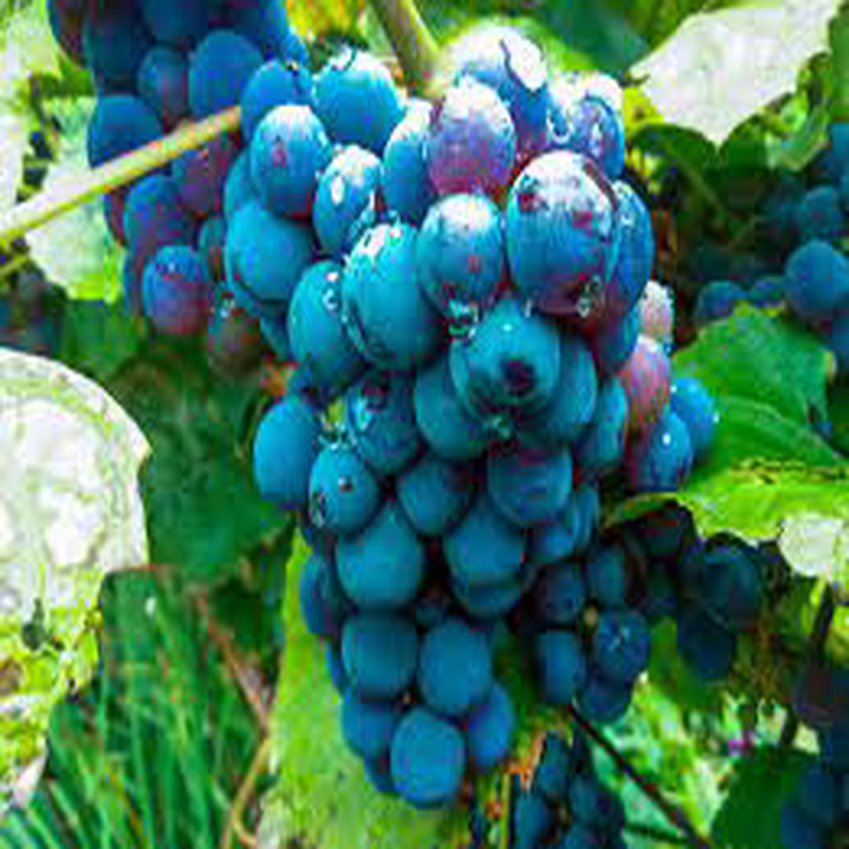 Blue Indigo Grape Seeds Grow Classic, Sweet Grapes at Home, Heirloom & Non-GMO