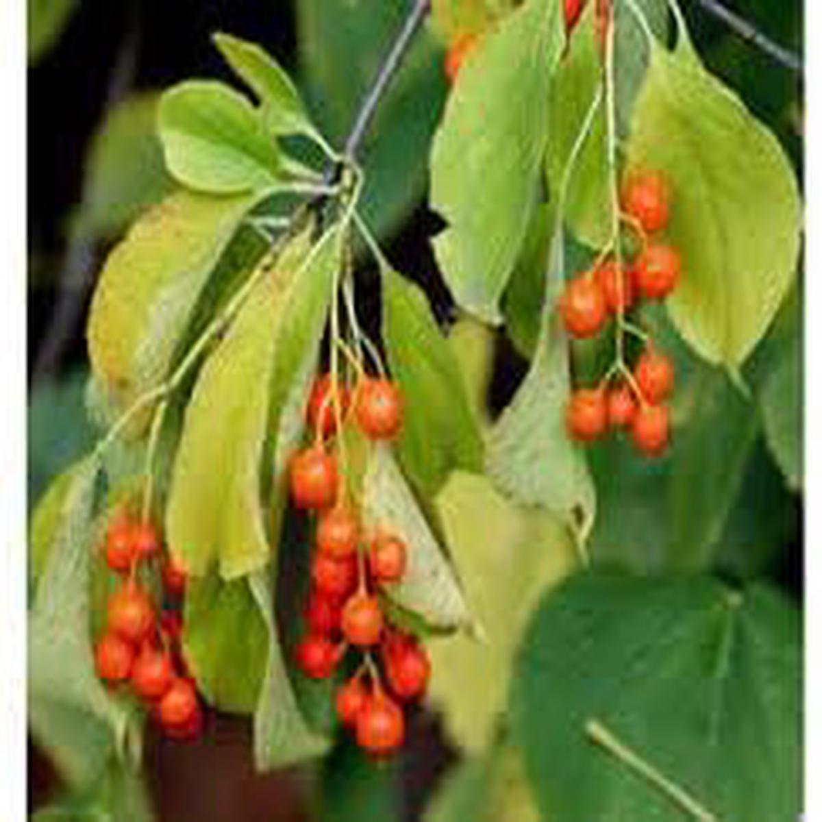 Celastrus Fruit Seeds  Grow Hardy & Ornamental Vines