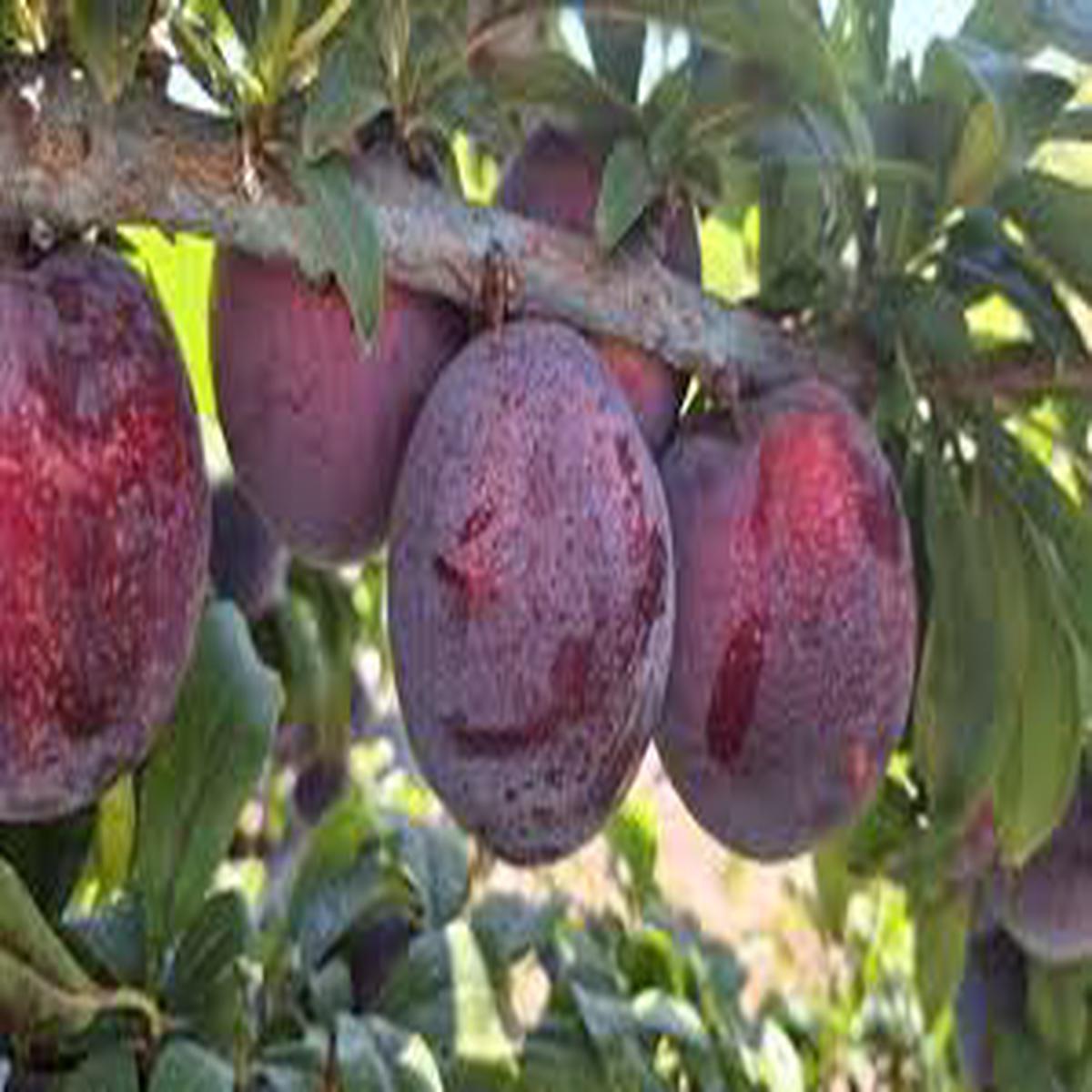 Ciruela Fruit Seeds for Planting  Delicious Spanish Plums, Heirloom & Non-GMO Seeds for Your Garden
